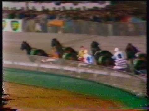 1981 Interdominion Pacers' Final - Hobart, Tasmania: San Simeon