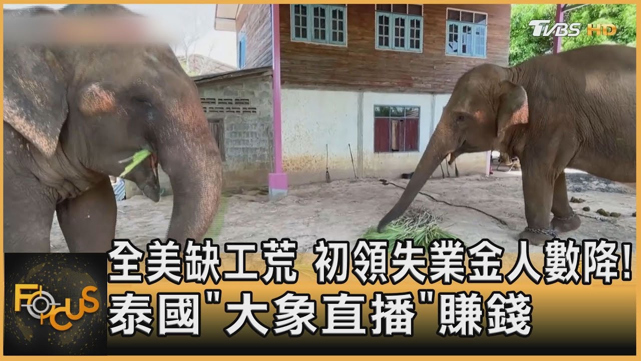 全美缺工荒 初領失業金人數降 泰國「大象直播」賺錢
