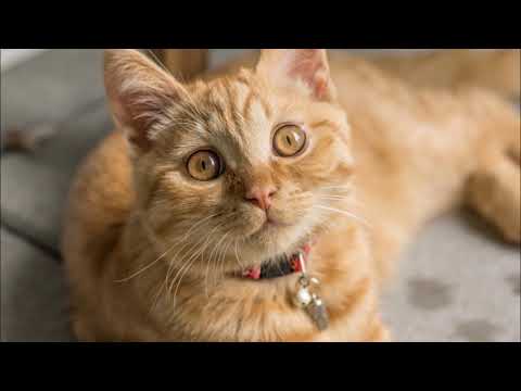 Sven Karlsson feat Jonas Molinder - We Can Work It Out