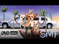 DVD Walkthrough Review For Beverly Hills Chihuahua 2