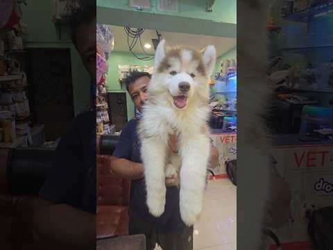 Siberian Husky in Low Price 😳 #shorts #dog #siberianhusky