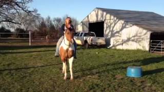 preview picture of video 'Bunny APHA registered line back dun paint'