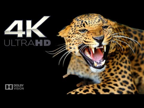 Unique Animals Collection 4k Ultra HD / 60fps Finest Details#4kvideoultrahd #4kanimals #wildlife