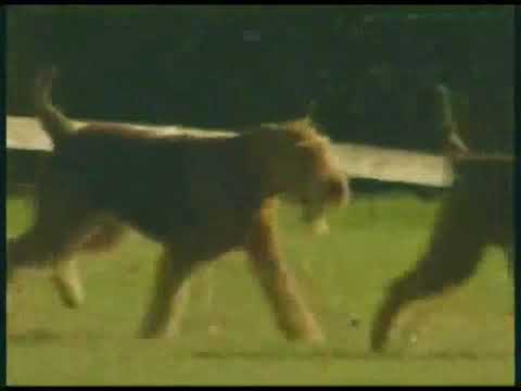 Wevie Stonder - Medium Dogs