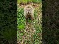 Laughing Groundhog 😆🤣