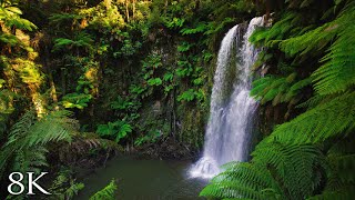 Australian Rainforest Relaxation in 8K | 1HR Ambient Nature Relaxation™ Film with Music