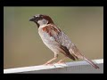 Sparrow Facts Interesting Facts About Sparrow Facts About Sparrow