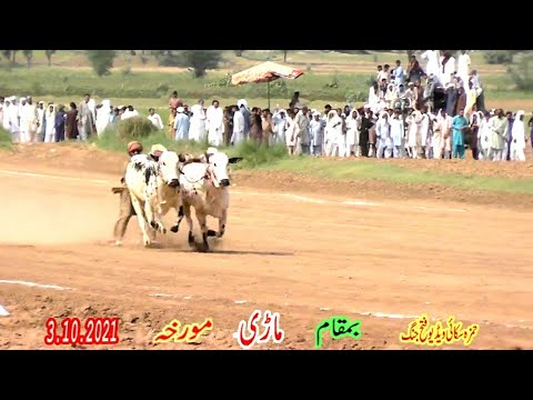 3.10.2021.bull race in pakistan