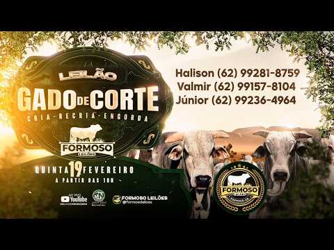 LEILÃO GADO DE CORTE FORMOSO LEILÕES - FORMOSO - GO - 19/02/2026