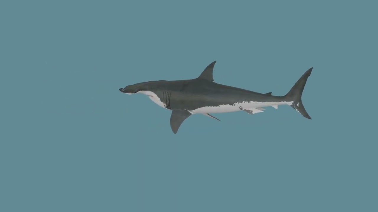 Hammerhead Shark 8K- 3d animated 3D Model
