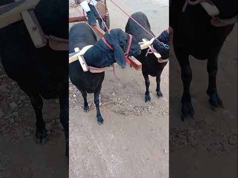 Junta de Carneiro ensinada por 5 Mil reais na Feira de Tabira Pernambuco #nordeste