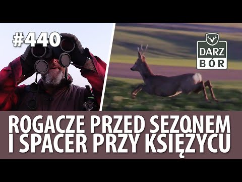 Darz Bór odc. 440 Rogacze przed sezonem i spacer przy księżycu. Roedeer and wildboar .