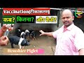 Pig Vaccine How To Vaccine Pig FMD Vaccination For Piglet Suar Ka Vaccine Nk Pig Farm