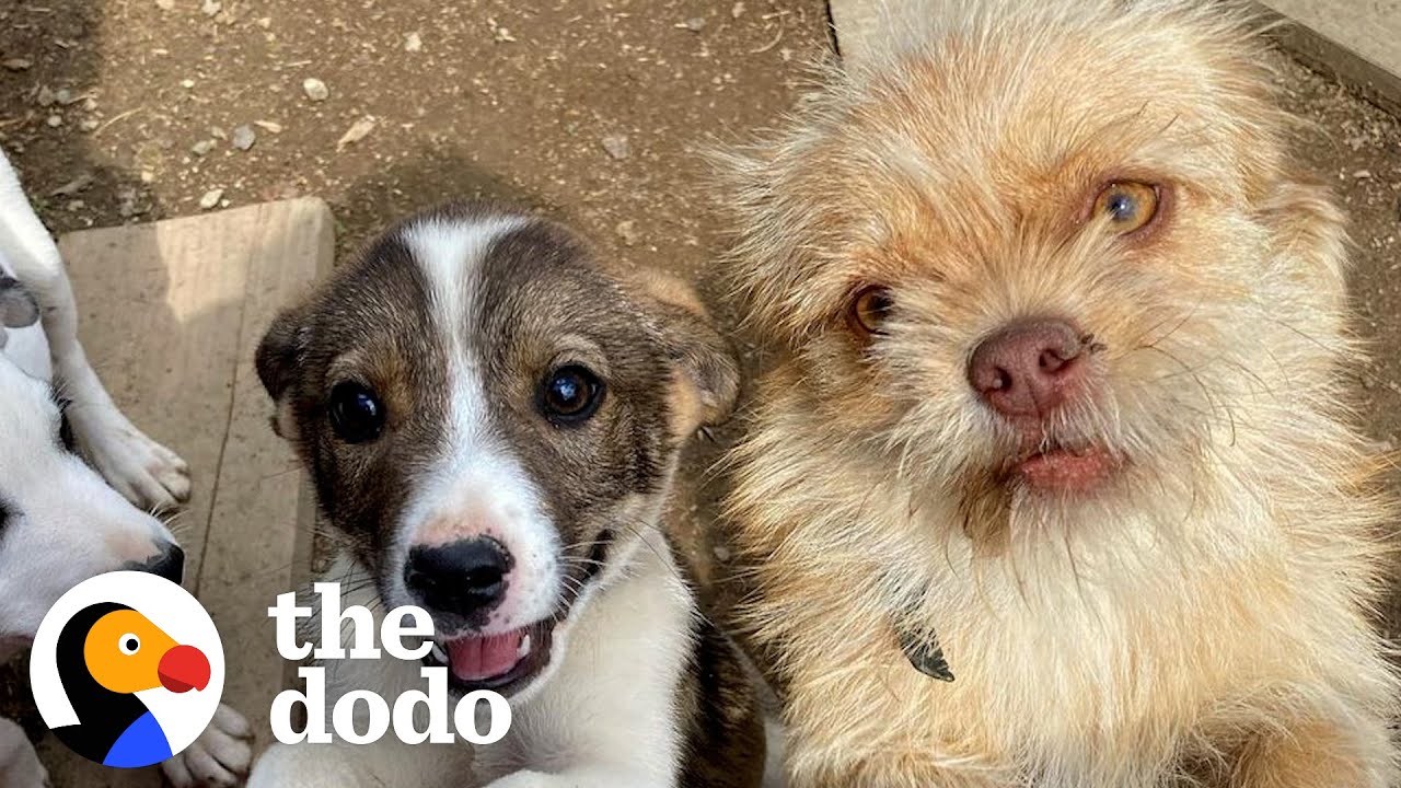 Woman Sees Abandoned Puppies Every Day, So She Fills Her Car Up With Them | The Dodo Heroes