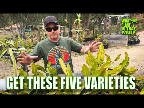 GET THESE FIVE VARIETIES of DRAGON FRUIT FIRST / ADVICE FOR NEW GROWERS / PAUL RECOMMENDS