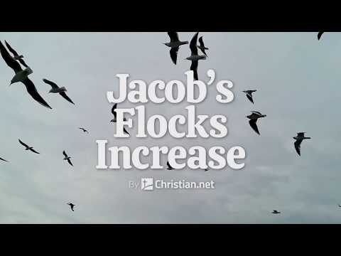 Genesis 30:25 – 43: Jacob’s Flocks | Bible Story (2020)