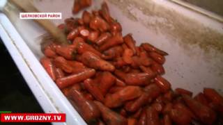В Шелковском районе  Чечни разводят чистокровных жеребцов 