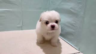 ハーフ犬の動画01