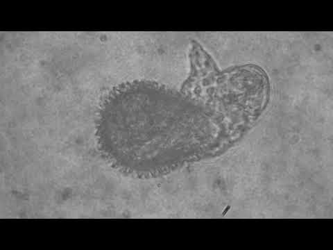 Hatching of a tardigrade Macrobiotus shonaicus Stec, Arakawa & Michalczyk, 2018.
