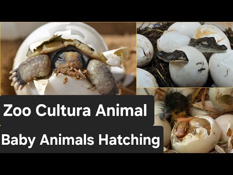 Watch the hatching of eggs.  Born baby from Egg  🐣 COMPILATION // chicken, turtle, snake, insect...