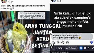 Download lagu Burung Sirtu Anak Tunggal,Jantan Atau Betina #burungsirtu #sirtugacor #cipohgacor mp3 Download lagu Burung Sirtu Anak Tunggal,Jantan Atau Betina #burungsirtu #sirtugacor #cipohgacor mp3