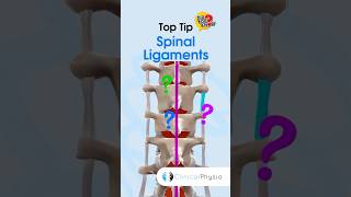 Spinal Ligaments #physicaltherapy #physicaltherapy #anatomy #spine