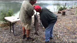 Skeena River Salmon Fishing 2015