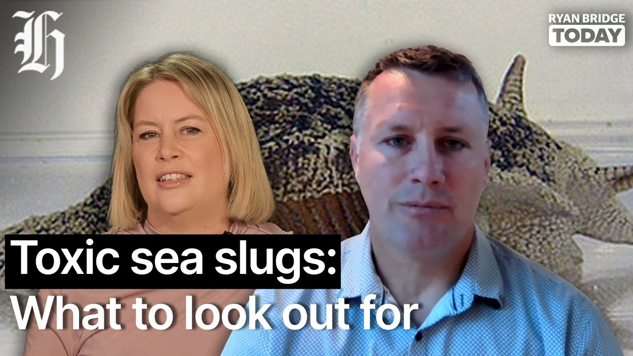 Toxic sea slugs: What to look out for | Ryan Bridge TODAY