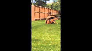 Re: [閒聊] 人類遇到熊大概有多少勝算