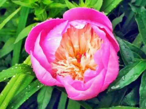 hasan zirak lem zyzbwa baghdad 1956