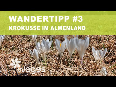 Steiermark 💚Wandertipp im Frühling: Krokusse im Naturpark Almenland