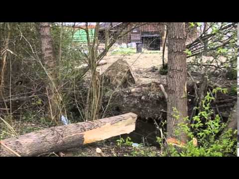 Forstarbeiter schwer verletzt