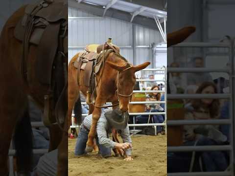Man falls off mule, then crawls through its legs 🤯 #horse #farmanimals #mule #equestrian #horses