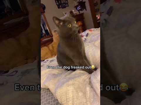 Sound to attract cats 😂😂 #shorts #funny #cat #sounds