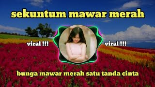 Download lagu Dj bunga mawar merah satu tanda cinta || viral slow bass terbaru 2021 mp3 Download lagu Dj bunga mawar merah satu tanda cinta || viral slow bass terbaru 2021 mp3