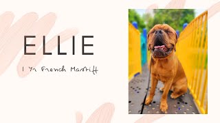 Download Lagu Wind Gap Dog Trainers ||| OLK9 Lehigh Valley ||| 1 Year Old French Mastiff, Ellie Thumbnail