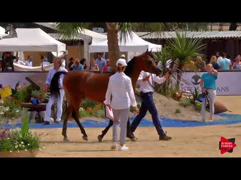 N.126 SAFWAN NAYYAR - Menton 2018 - 3 Years Old Colts (Class 8)
