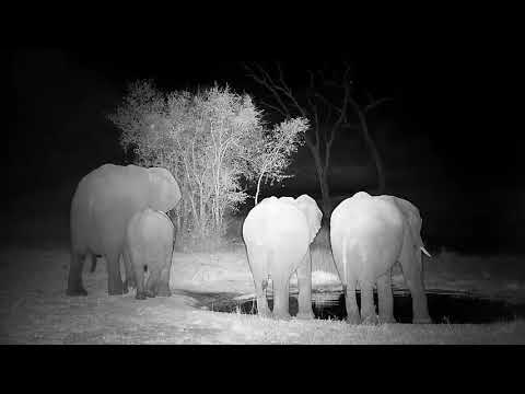 Djuma: Small group of Elephants get a drink at the pan - 21:42 - 07/02/21