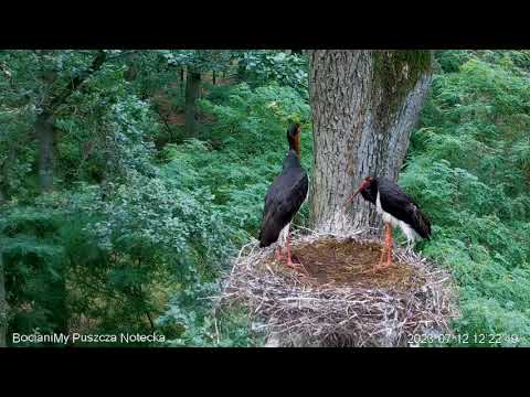 Czarne bociany 💔po stracie lęgu - Notek & Nutka - Puszcza Notecka, PL -  12 07 2023