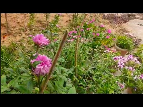 My Blooming Flowers Collections Part - 3|| Stunning Garden Blooms Tour || Beautiful Garden Tour