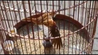 Download lagu Mongolian lark super istimewa mp3 Download lagu Mongolian lark super istimewa mp3