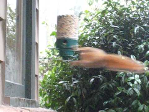 Funny animal videos - Squirrel Twirl