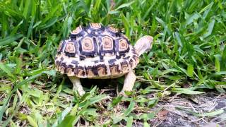 Life with Bobbie the Tortious!