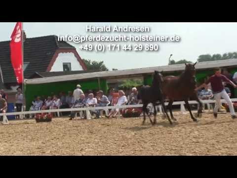 http://pferdezucht-holsteiner.de Holsteiner Stutfohlen von Diarado