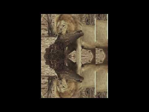 Circumstance- Crocodile Diss