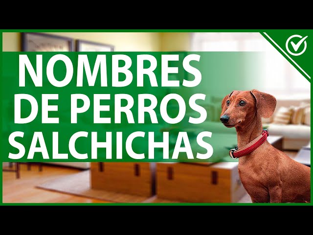 Vídeo relacionado con Regalo DogFather para amantes del perro salchicha Camiseta
