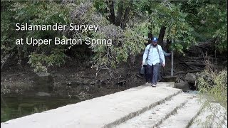 Salamander Survey
