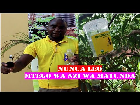 , title : 'Nunua leo mtego wa nzi wa matunda(fluit flies) kwa KILIMO BORA CHA MATUNDA'