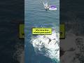 Blue Whales Have Gone On Mute Here S Why