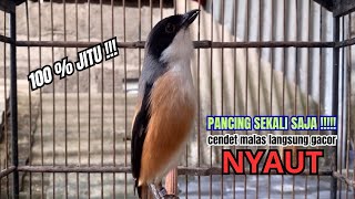 Download lagu cendet gacor TOETAN AMPUH buat PANCINGAN CENDET AGAR BUNYI bikin BURUNG PENTET GACOR RAJIN BUNYI mp3